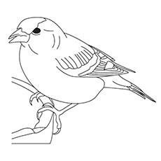 Sparrow coloring #1, Download drawings