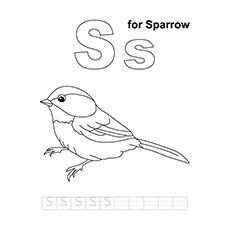 Sparrow coloring #19, Download drawings