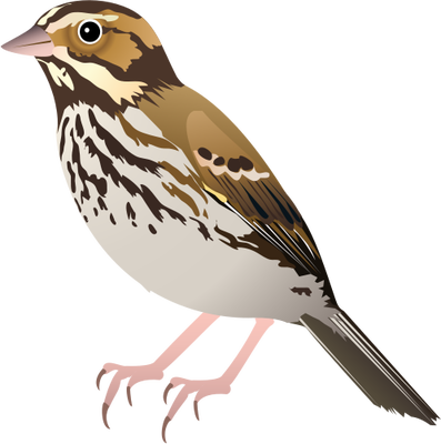 Sparrow svg #12, Download drawings