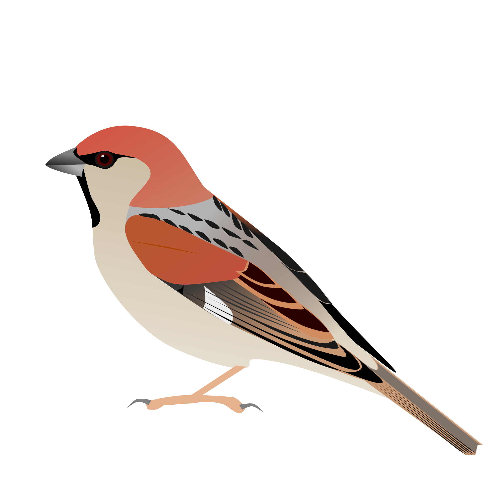Sparrow svg #4, Download drawings