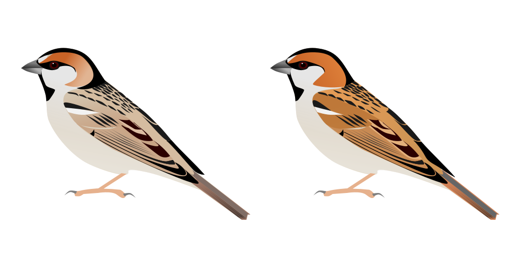 Sparrow svg #5, Download drawings