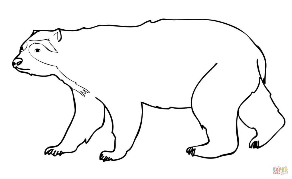 Spectacled Bear coloring #4, Download drawings