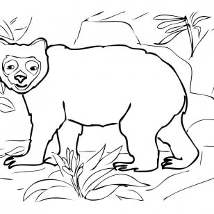 Spectacled Bear coloring #18, Download drawings
