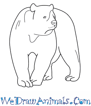Spectacled Bear coloring #14, Download drawings