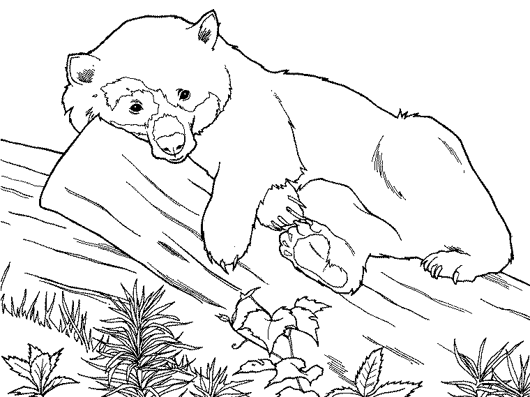 Spectacled Bear coloring #20, Download drawings