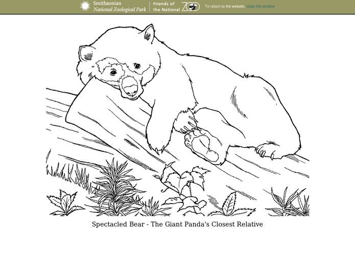 Spectacled Bear coloring #9, Download drawings