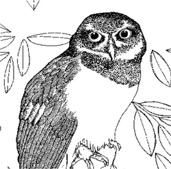 Spectacled Owl coloring #10, Download drawings
