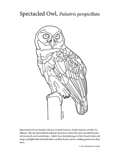 Spectacled Owl coloring #15, Download drawings