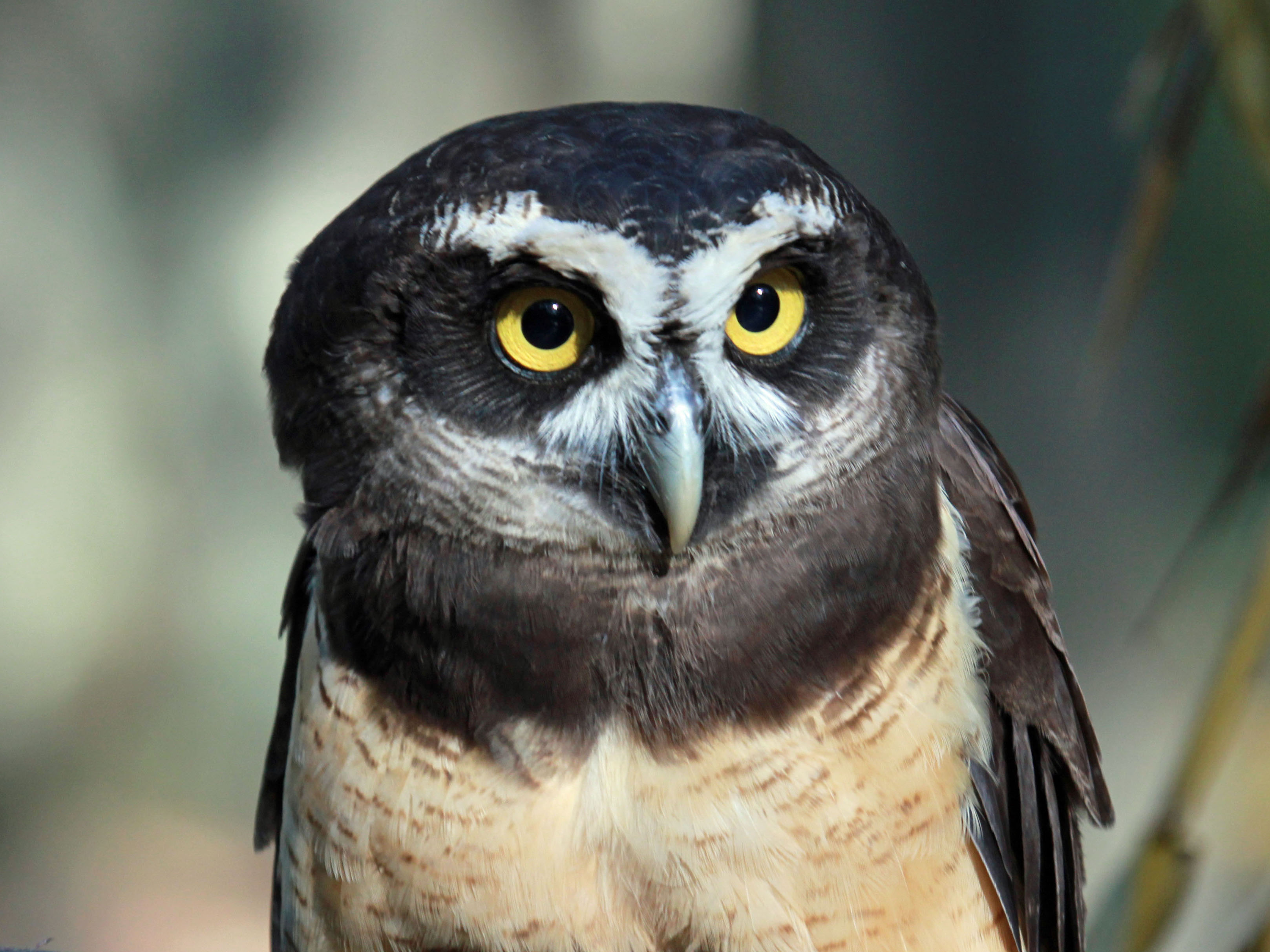 Spectacled Owl svg #10, Download drawings
