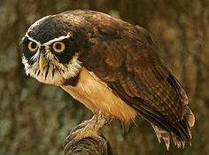 Spectacled Owl svg #2, Download drawings