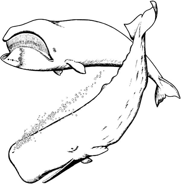 Sperm Whale coloring #2, Download drawings