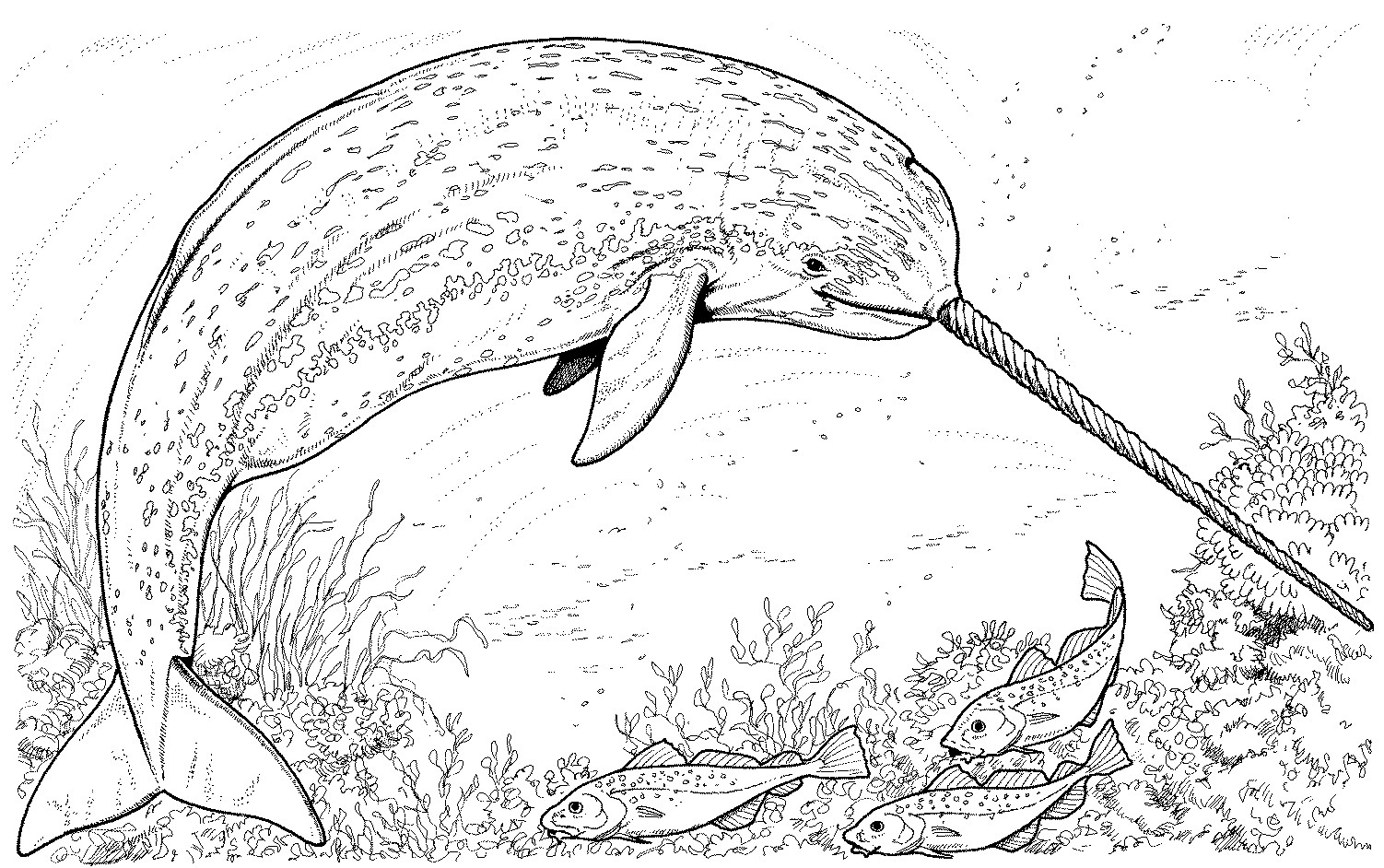 Sperm Whale coloring #6, Download drawings