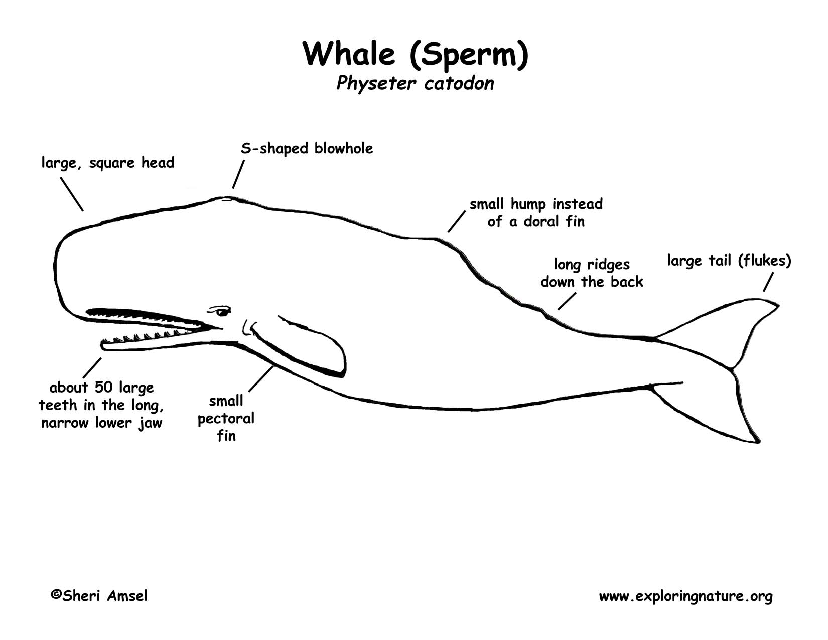 Sperm coloring #2, Download drawings