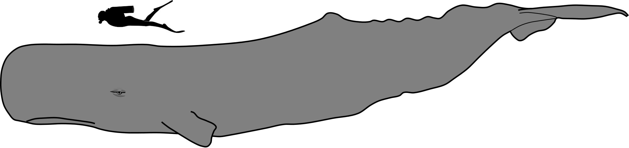 Sperm Whale svg #20, Download drawings
