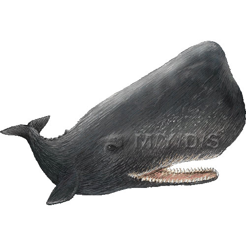 Sperm Whale clipart #5, Download drawings
