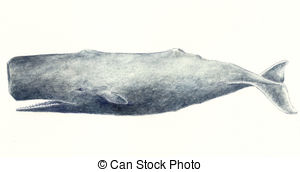 Sperm Whale clipart #7, Download drawings