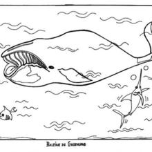 Sperm Whale coloring #1, Download drawings