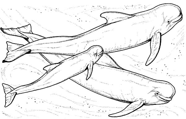 Sperm Whale coloring #16, Download drawings
