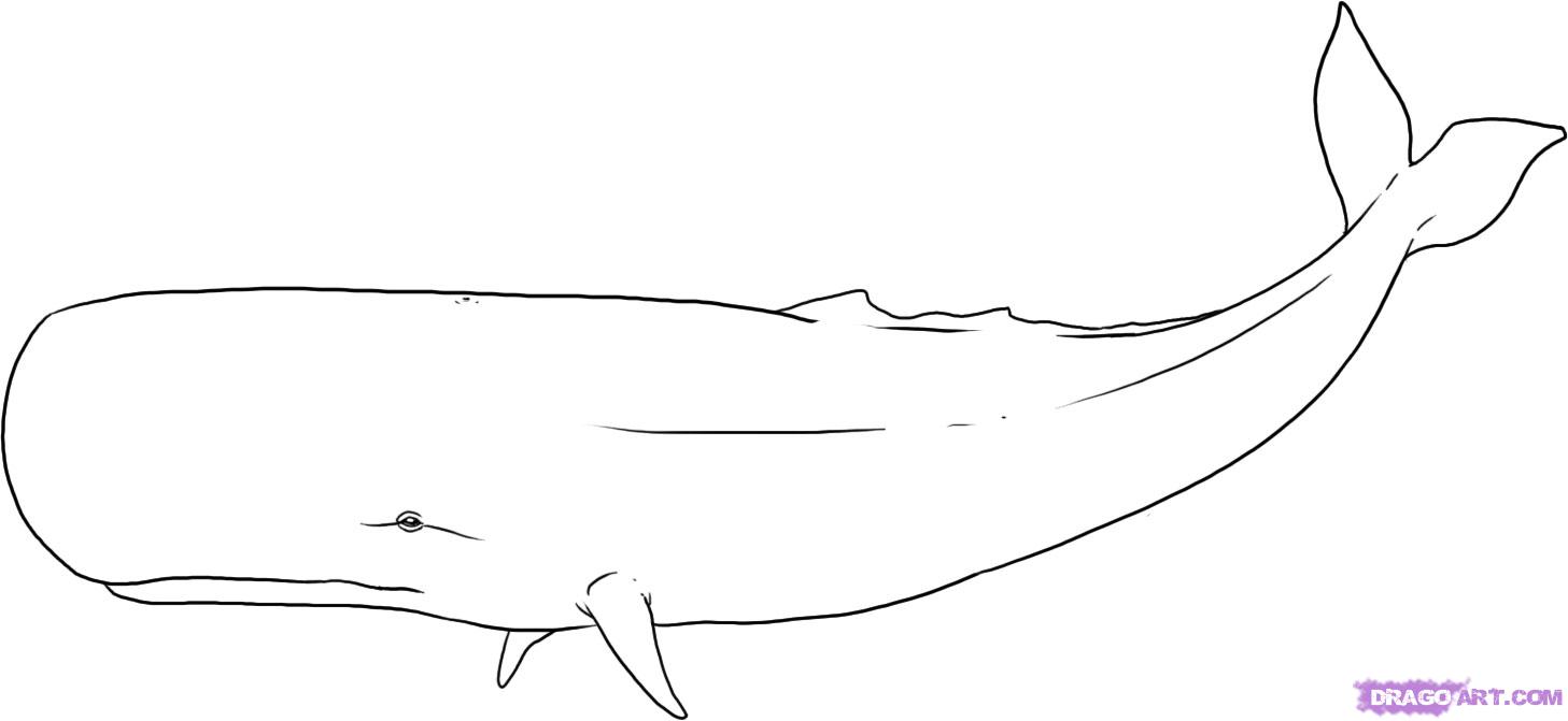 Sperm Whale coloring #11, Download drawings