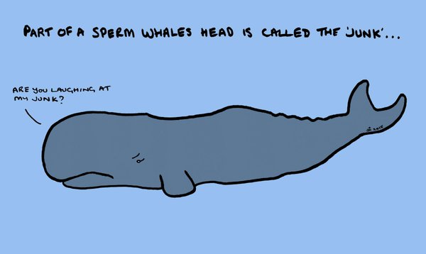 Sperm Whale svg #2, Download drawings