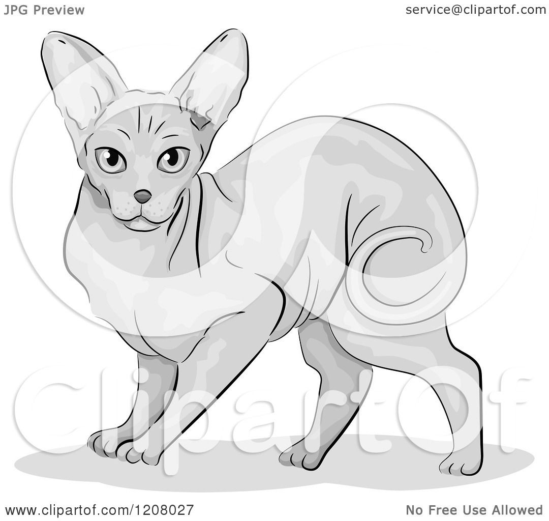 Sphynx Cat clipart #8, Download drawings