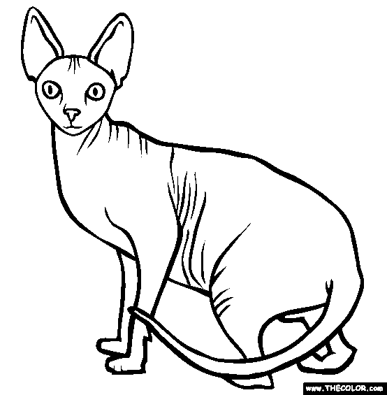 Sphynx Cat coloring #1, Download drawings