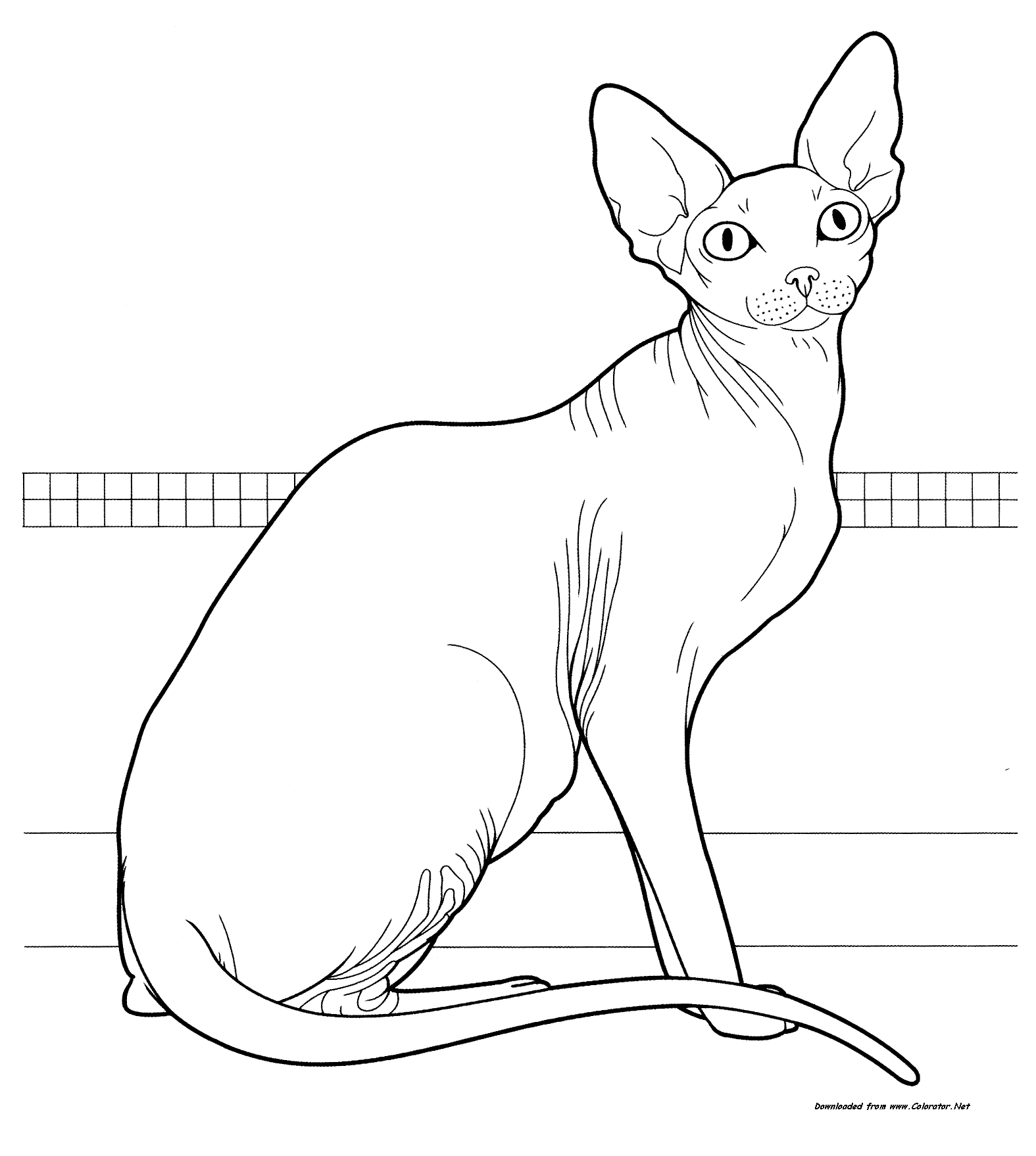 Sphynx Cat coloring #16, Download drawings