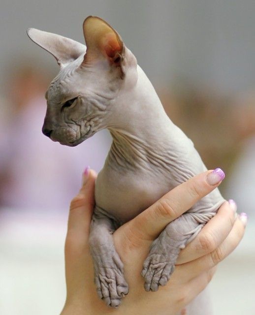 Sphynx Cat svg #17, Download drawings