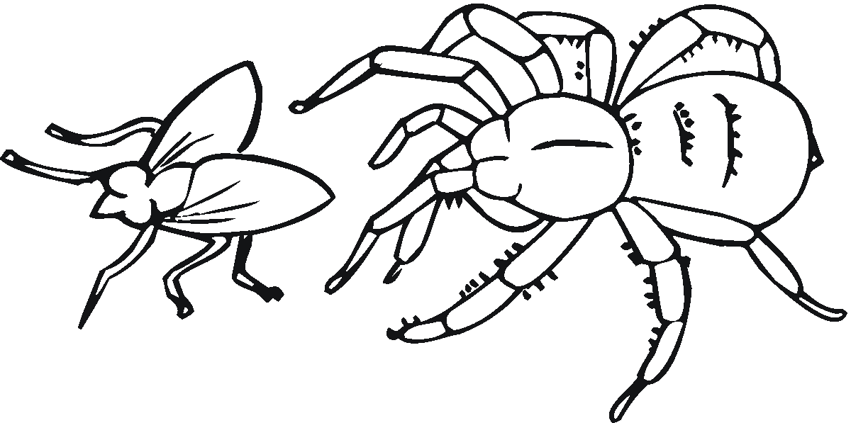Spider coloring #7, Download drawings