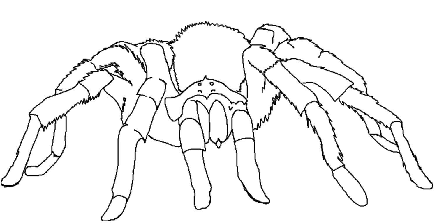 Spider coloring #13, Download drawings