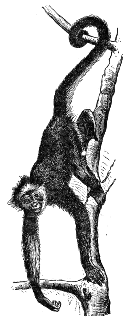 Spider Monkey clipart #9, Download drawings