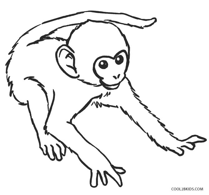 Spider Monkey coloring #20, Download drawings