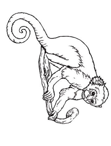 Spider Monkey coloring #11, Download drawings