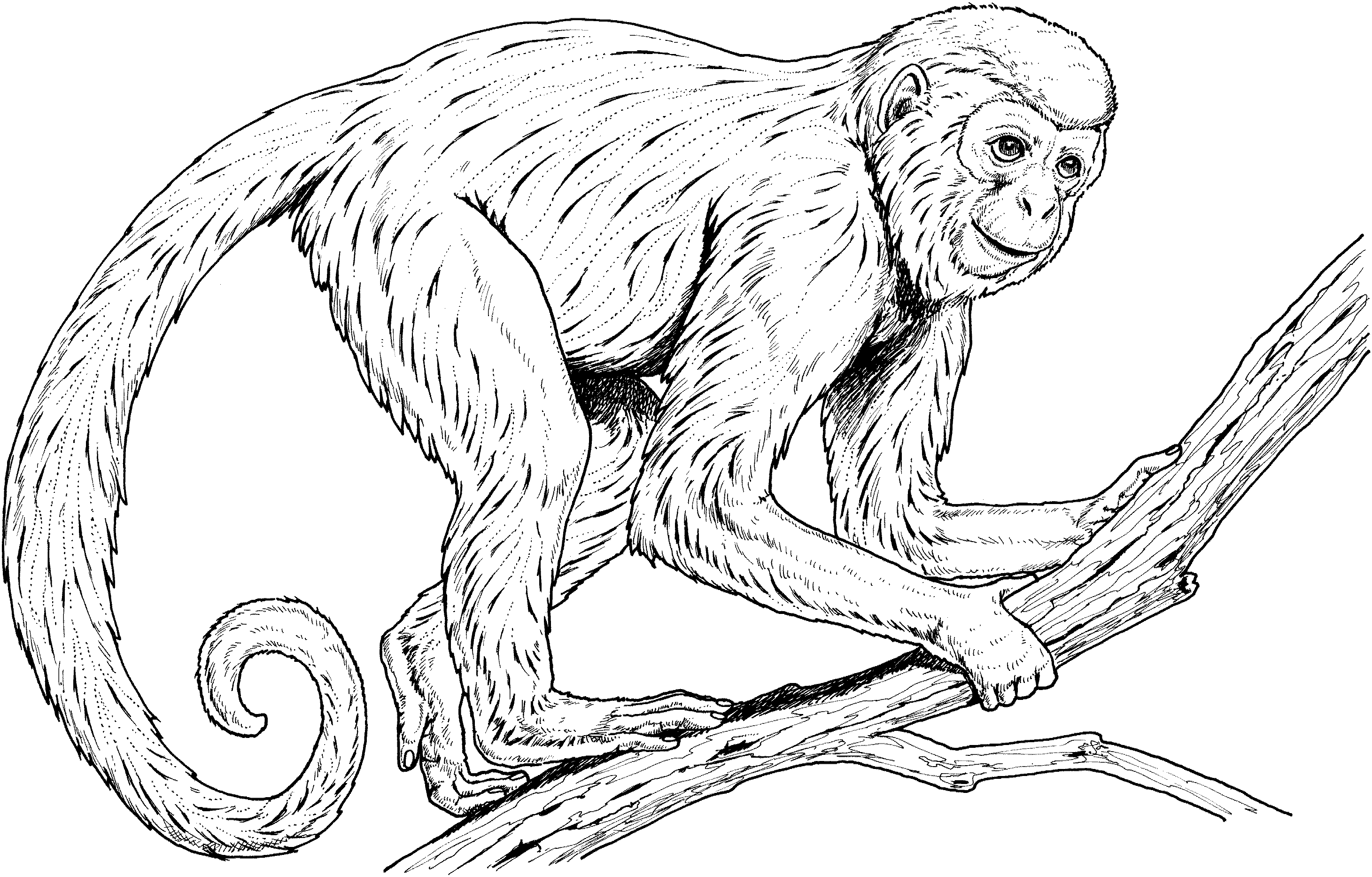 Spider Monkey coloring #18, Download drawings