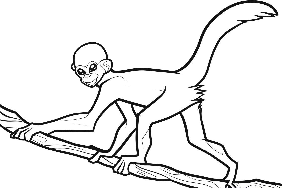 Spider Monkey coloring #4, Download drawings