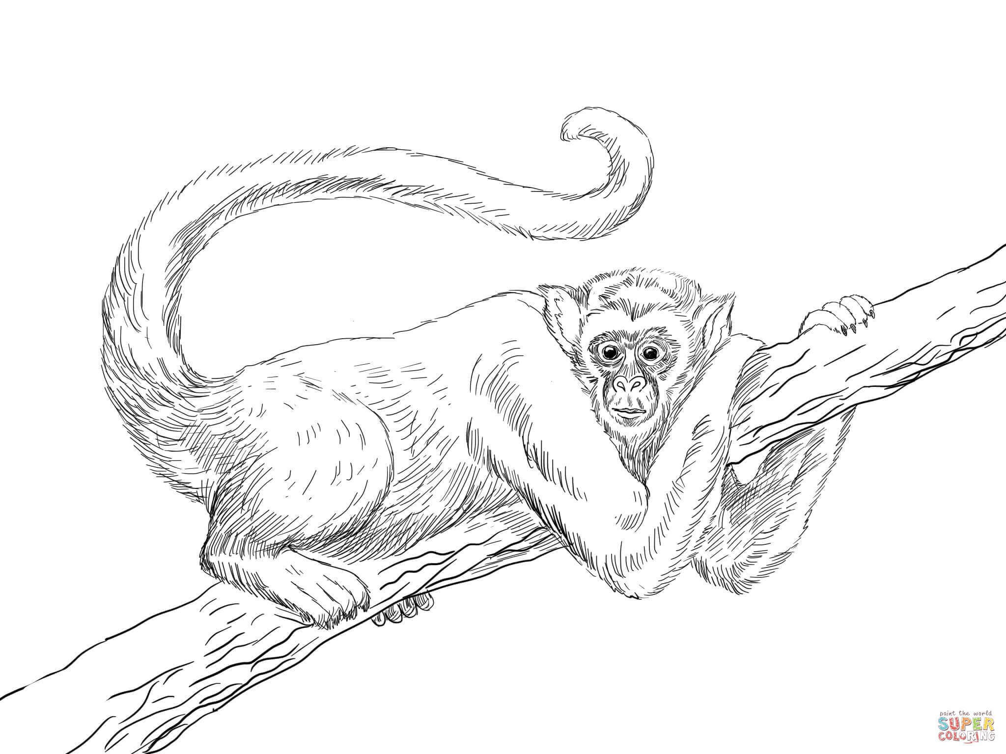 Spider Monkey coloring #13, Download drawings