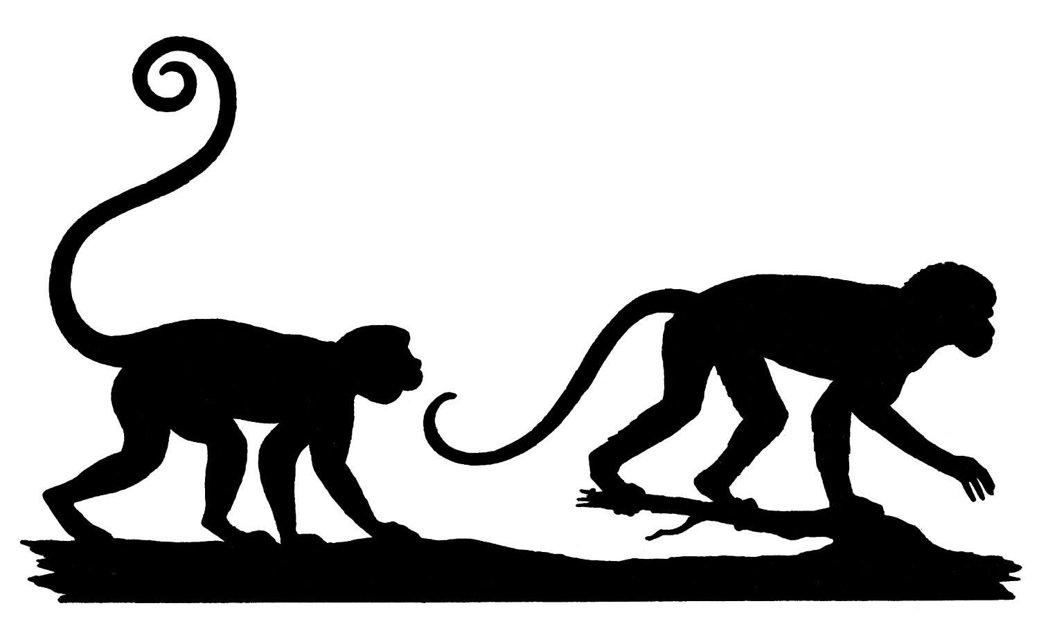 Spider Monkey svg #16, Download drawings