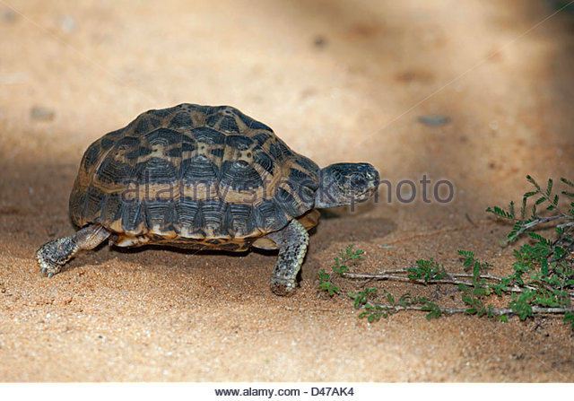 Spider Tortoise clipart #10, Download drawings