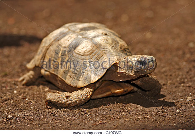 Spider Tortoise clipart #4, Download drawings