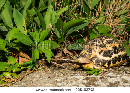 Spider Tortoise clipart #16, Download drawings