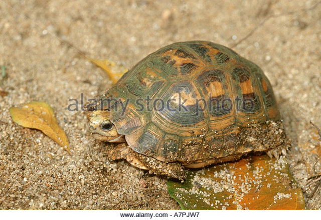 Spider Tortoise clipart #6, Download drawings