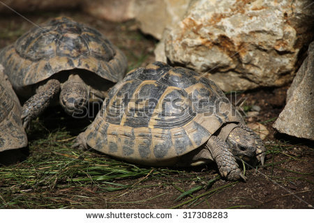 Spider Tortoise clipart #2, Download drawings
