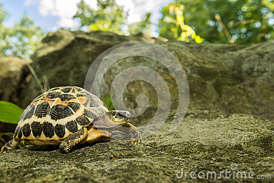 Spider Tortoise clipart #18, Download drawings