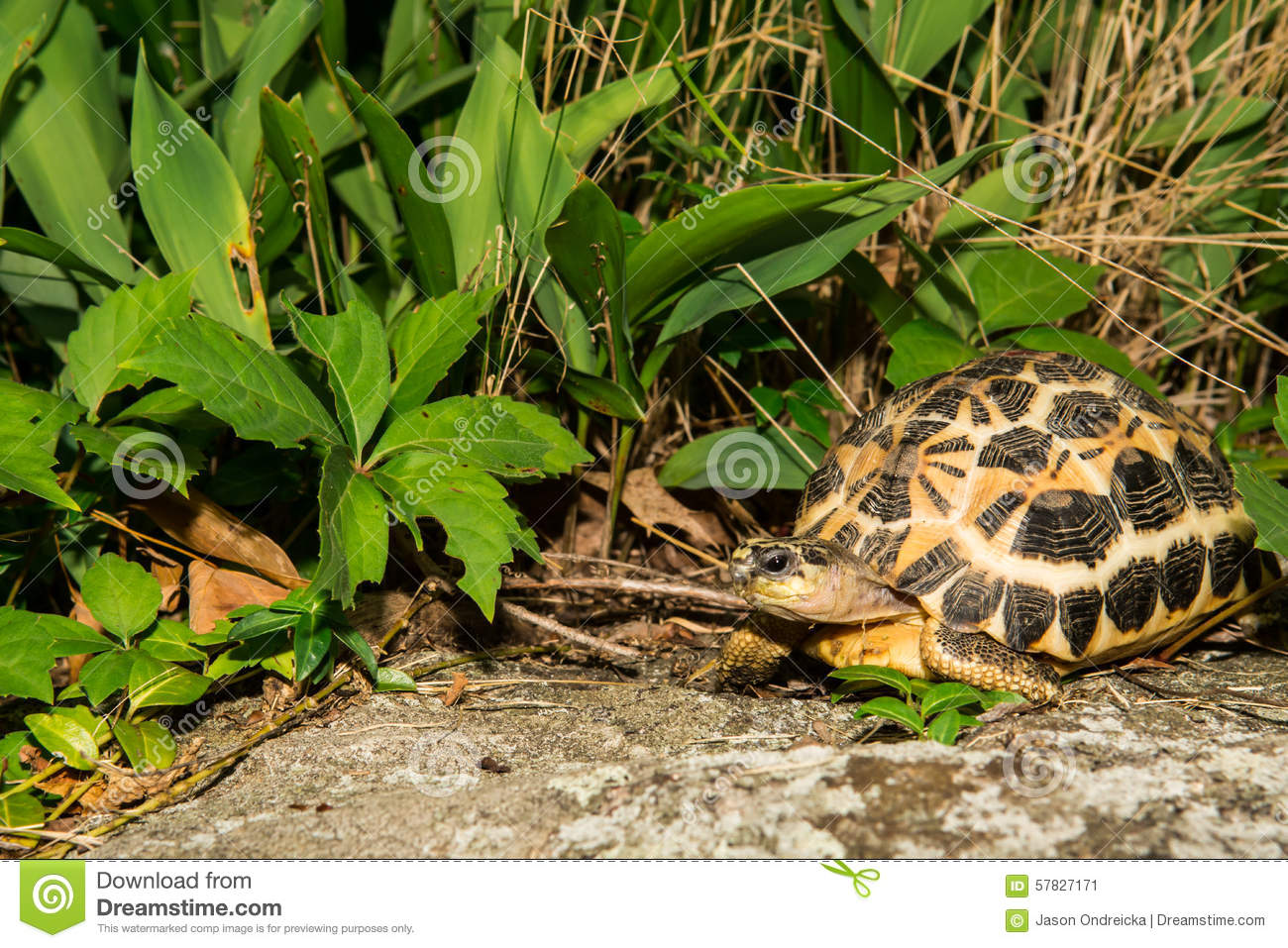 Spider Tortoise clipart #8, Download drawings