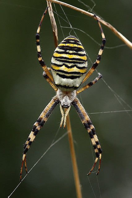 Wasp Spider coloring #15, Download drawings
