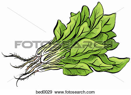 Spinach clipart #12, Download drawings