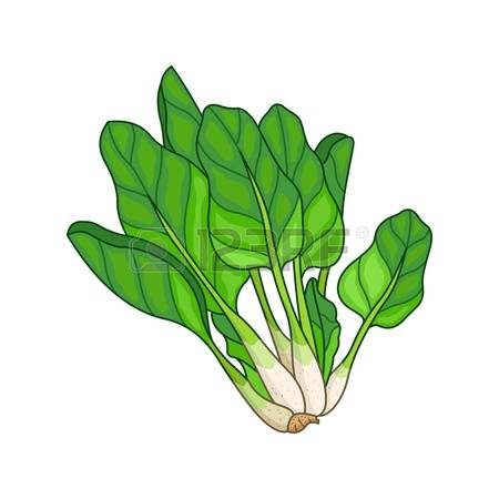 Spinach clipart #8, Download drawings