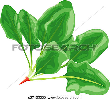 Spinach clipart #6, Download drawings
