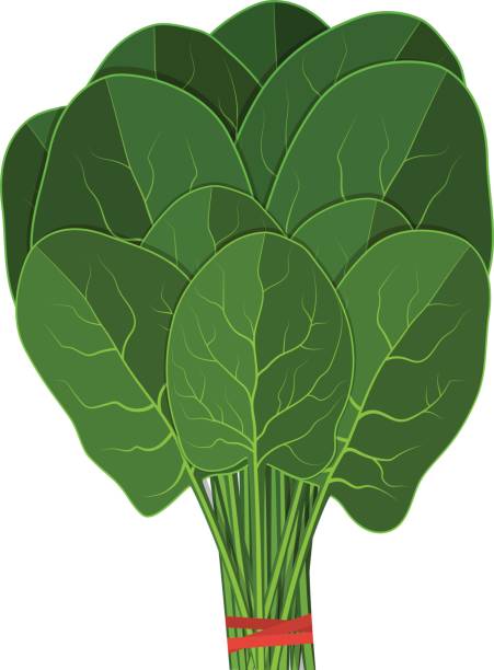 Spinach clipart #7, Download drawings