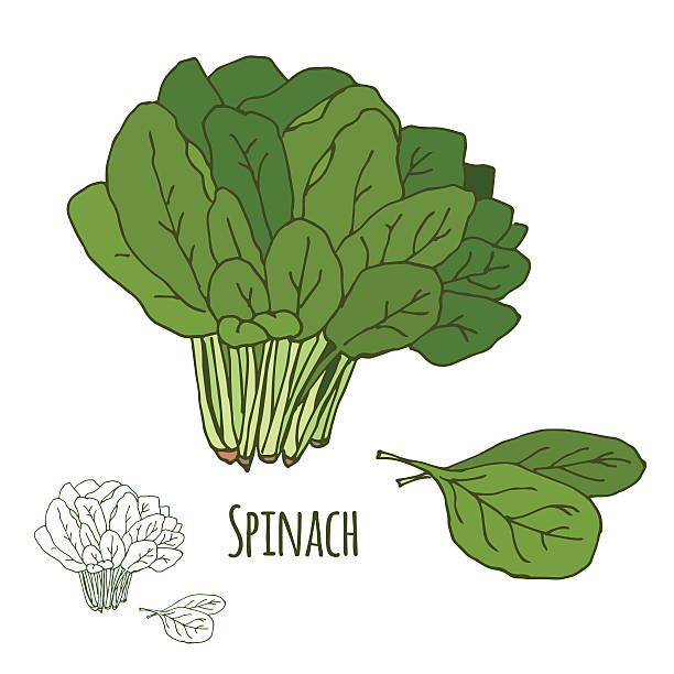 Spinach clipart #9, Download drawings